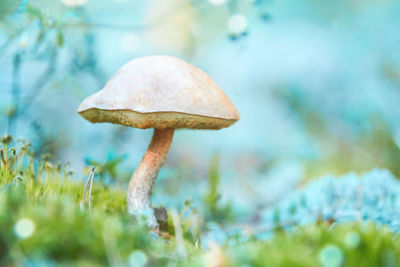 Close-up of mushroom growing on field