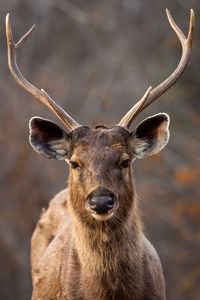 Portrait of deer