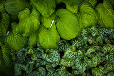 Full frame shot of plants