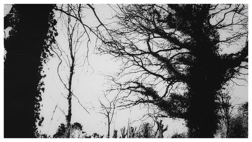 Trees in forest against sky