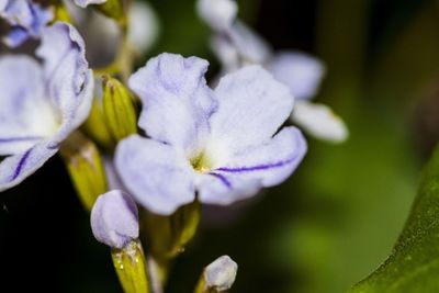 Close-up of purple flowering plant