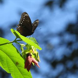 Butterfly on leaf