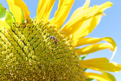 Close-up of sunflower