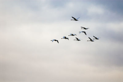 Low angle view of swans flying in sky