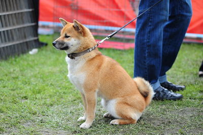 Low section of person with dog on grass