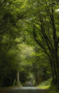 Road amidst trees in forest