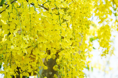 Close-up of yellow flowering plant