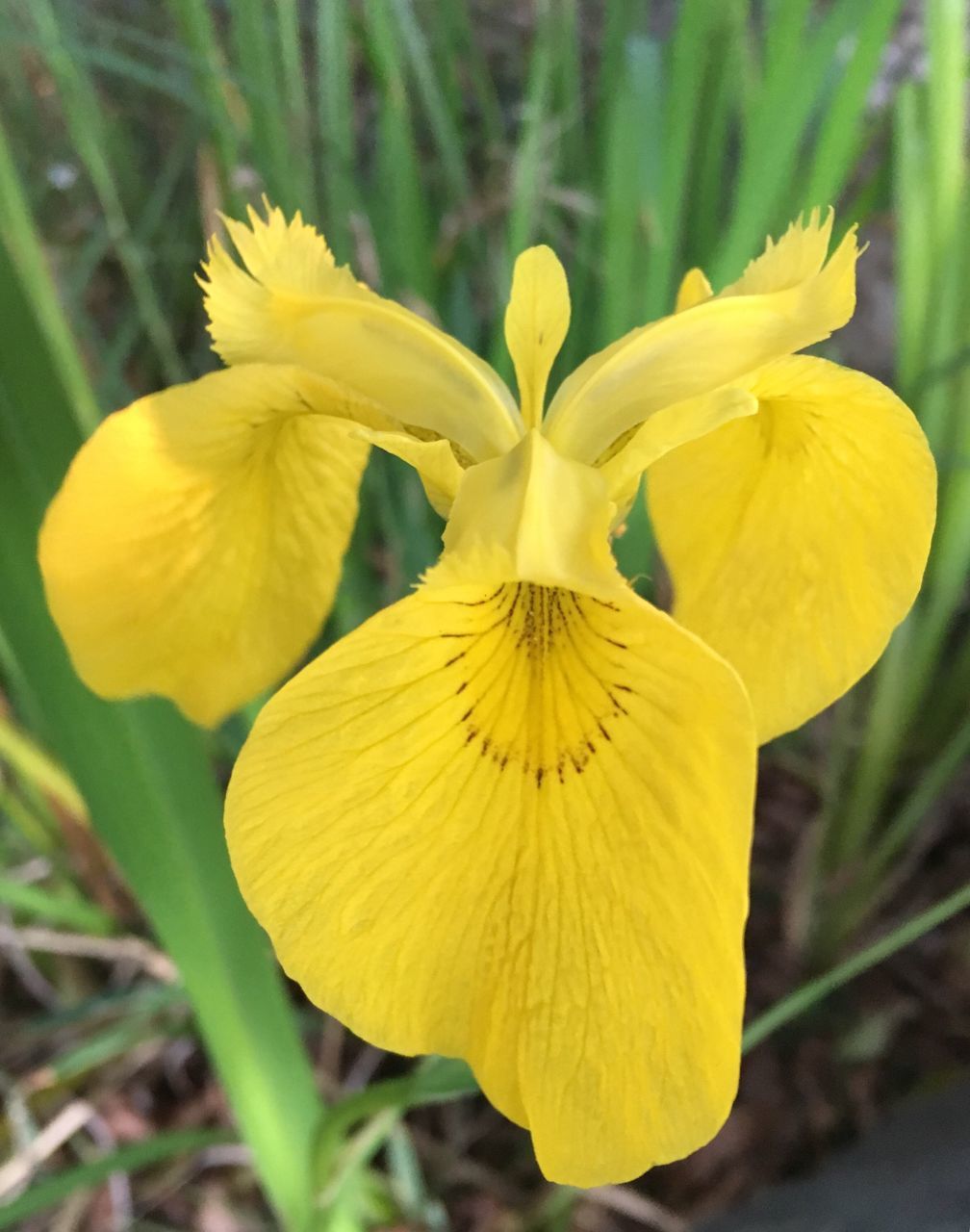 flower, petal, freshness, flower head, yellow, fragility, growth, beauty in nature, close-up, focus on foreground, blooming, nature, plant, in bloom, pollen, stamen, blossom, day, no people, outdoors, daffodil, botany, selective focus, softness