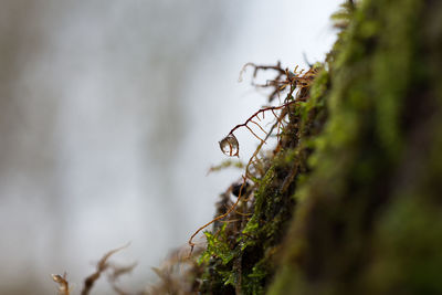 Close-up of caterpillar on moss