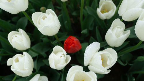 Close-up of white flowering plants in park