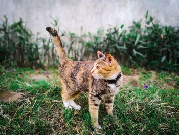 Cat standing on grass