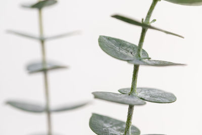 Close-up of plant growing in metal fence