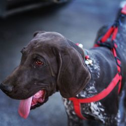 Close-up of dog looking at camera