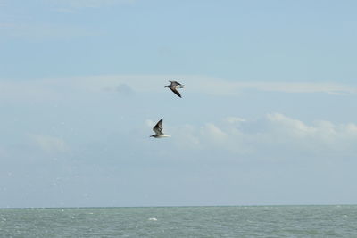 Bird flying over sea against sky