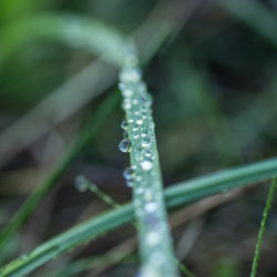 Close-up of water drops on spider web