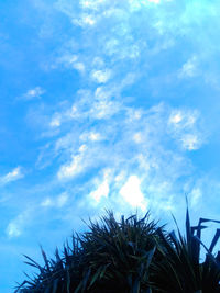 Low angle view of palm trees against blue sky