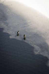 High angle view of ducks swimming on lake