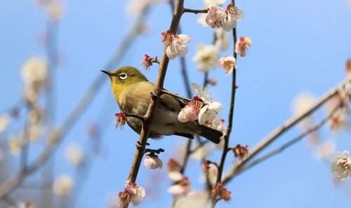 Low angle view of japanese white eye warbler bird perching on a plum blossom branch