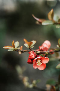 Close-up of red flowering plant