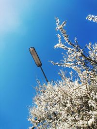 Low angle view of cherry blossom against clear blue sky