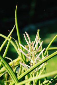 Close-up of flowering plant