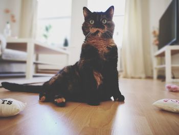 Portrait of cat sitting on floor at home