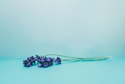 Close-up of purple flowers against white background