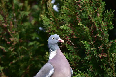 Close-up of seagull against plants