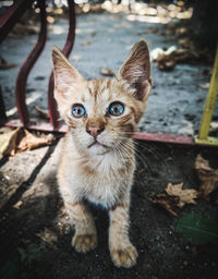 Portrait of ginger cat