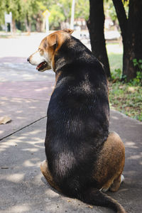 Dog sitting on street