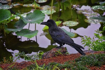 Raven corvus corax bird common beautiful  perched crow traditional japanese garden tokyo japan asia