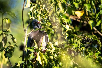 Bird on branch of tree