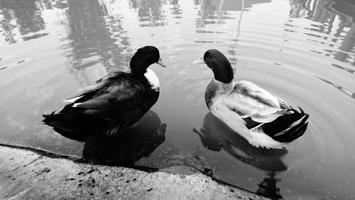 Ducks swimming in lake