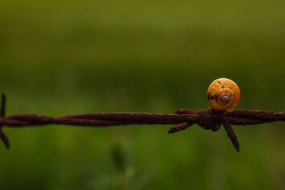 Close-up of snail on rusty barbed wire fence