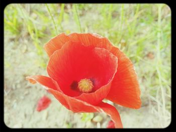 Close-up of red flower