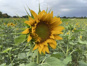 sunflower