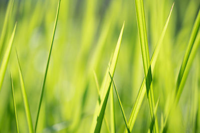 Close-up of crops growing on field