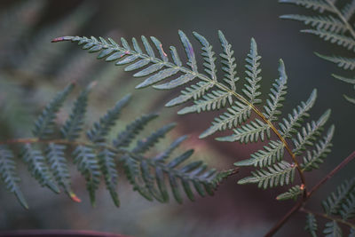 Close-up of fern leaves