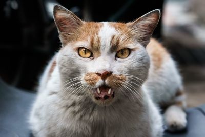 Close-up portrait of cat sitting outdoors