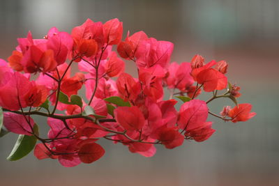 Close-up of red bougainvillea
