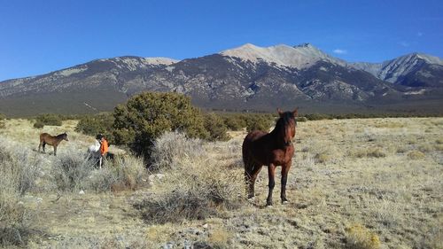Horses on a field