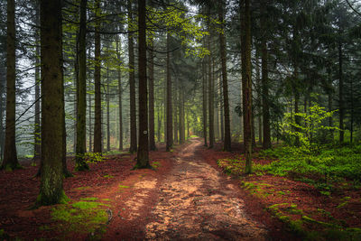 Footpath amidst trees in forest