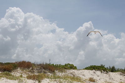 Birds flying in the sky