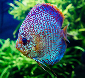 Close-up of fish underwater