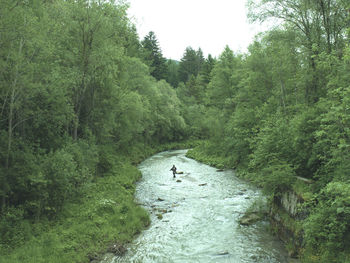 Scenic view of forest