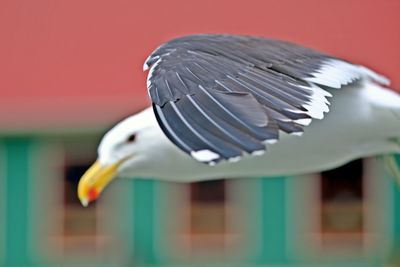 Close-up of a bird flying