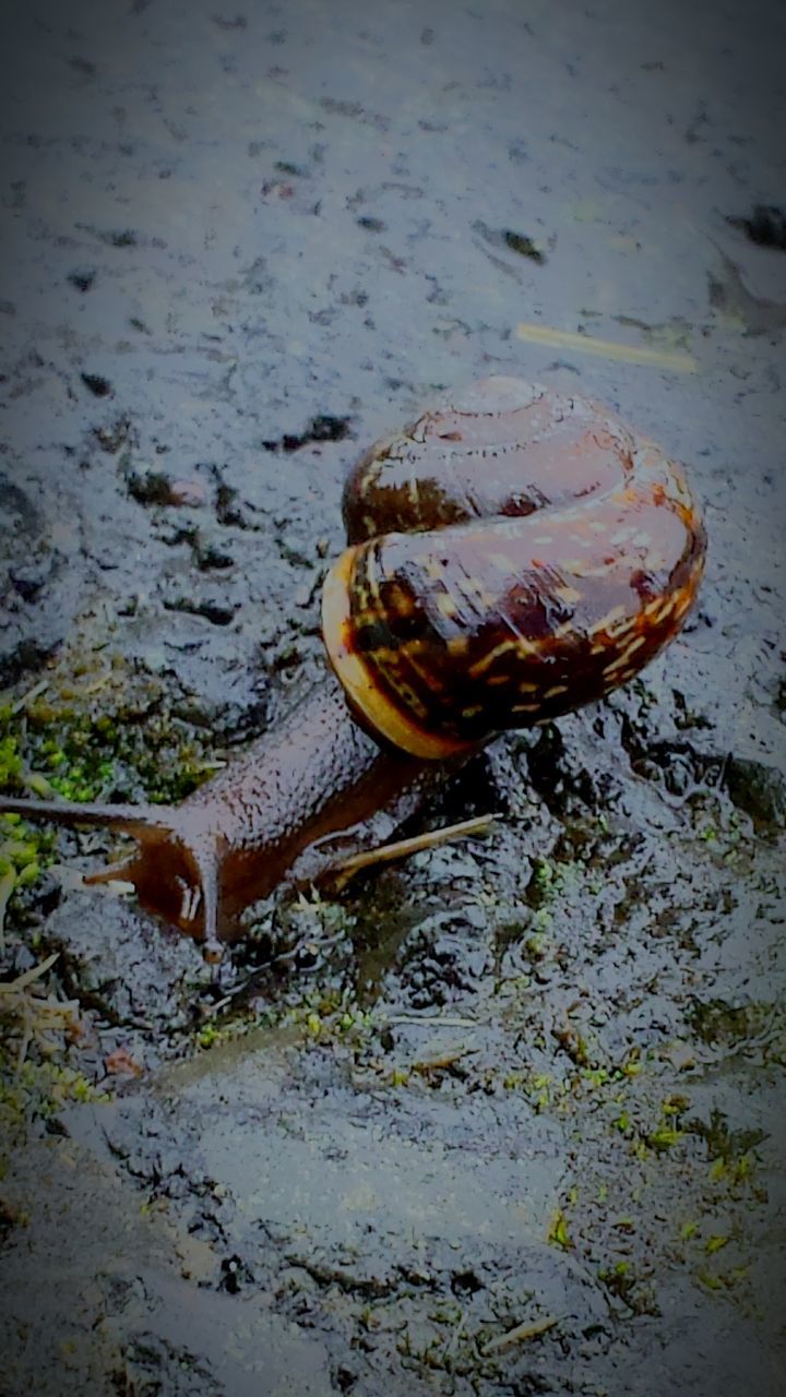 animal themes, animals in the wild, one animal, wildlife, water, high angle view, reptile, nature, outdoors, no people, day, full length, side view, sunlight, lake, rock - object, close-up, beauty in nature, animal wildlife, two animals