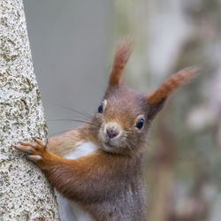 Close-up portrait of squirrel