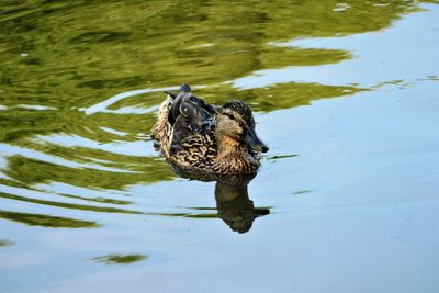 Female mallard duck swimming in maxwell park pond.