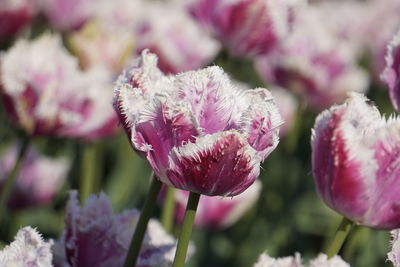 Close-up of pink flowering plant